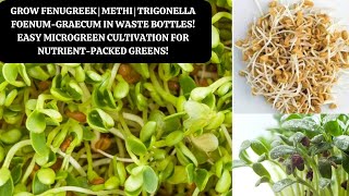 Grow Fenugreek Microgreen  Methi  Trigonella foenum graecum in Waste Bottles [upl. by Akirre]