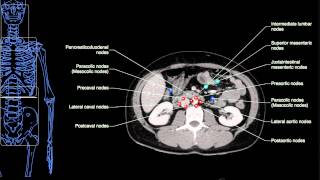 Anatomy Labeled Lymph Node Spaces amp Hepatic Segments [upl. by Tanaka873]