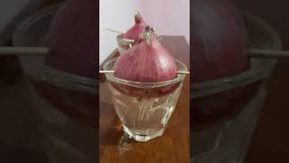 CONCEPT OF APICAL MERISTEM GROWTH OF ONION IN WATER MITOSISACTIVITY 61 CLASS IX BIOLOGY [upl. by Samira]