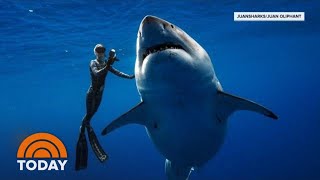 Hawaii Diver Swims With Record Breaking Largest Great White Shark  TODAY [upl. by Primavera]