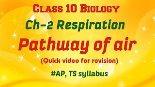 RespirationPathway of airQuick bytes for revision class 10 class10biology revisionexam [upl. by Ahsuat]