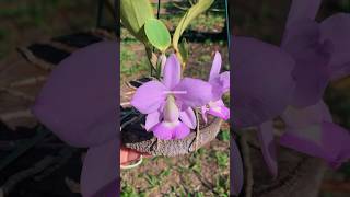 Cattleya walkeriana concolor COLEÇÃO [upl. by Ahsatel]