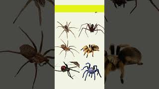 Learn Spider Name  Spider Species  English  Kids Video Episode 1 kids insects spider [upl. by Cristy900]