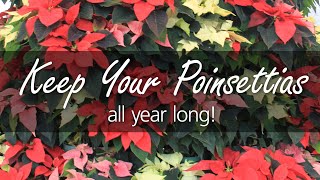 House Plant Care Poinsettias after the Holidays [upl. by Stu]