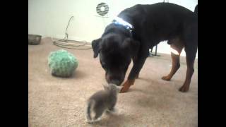 Kittens Meet Rottweiler for first time [upl. by Accisej]