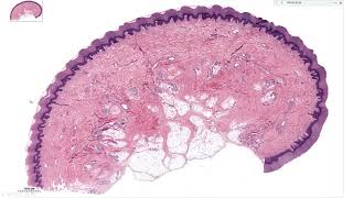 Histology  Fibrous Connective Tissue [upl. by Netloc565]