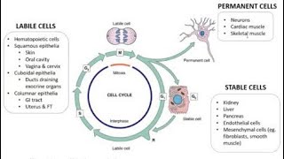 Labile Cells of the Body  Definition and Examples [upl. by Melisande]