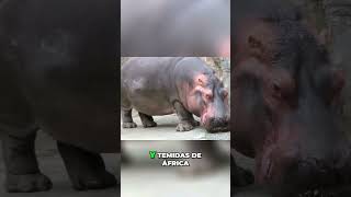 10 Sorprendentes Secretos de los Hipopótamos hipopótamos secretosanimales curiosidades [upl. by Nayar931]