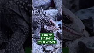 IGUANA REPTIL PELIHARAAN shorts feedshort [upl. by Alaham257]