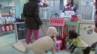 Center City business celebrates Valentines Day with dogfriendly activities [upl. by Jerusalem969]