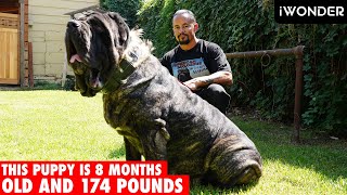 The Largest Puppy In The World The American Molossus [upl. by Hoffman577]