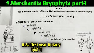 Marchantia Bryophyte part1  Morphology and Anatomy of Marchantia thallus  BSc 1st year Botany [upl. by Naegem198]