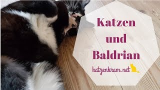 Katzen und Baldrian [upl. by Starinsky335]