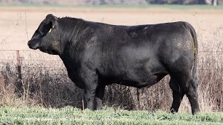 Lot 81 EVT22T776 Peakes Bowen 2024 [upl. by Atrim]