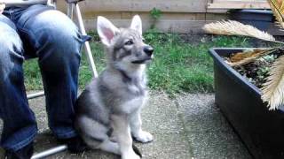 Saarloos Wolfdog Puppy 9 weeks [upl. by Nonnaehr306]