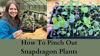 How To Pinch Out Antirrhinum  Snapdragon Plants For More Flowers [upl. by Devora]