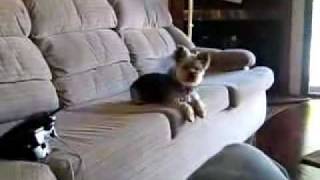 Pinchy Barking On Couch Yorkie Yorky Yorkshire Terrier [upl. by Yrolg]