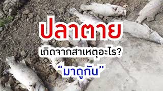 ปลาตายยกบ่อ สาเหตุมาจากอะไร [upl. by Enaxor91]