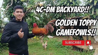 4CDM BACKYARD TOPPY GAMEFOWLS  GAMEFOWL BREEDS  GAMEFOWL BREEDERS [upl. by Hertzog923]