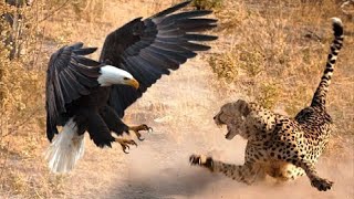 The Most Amazing Eagle Attacks Ever Caught on Camera [upl. by Yelnoc]