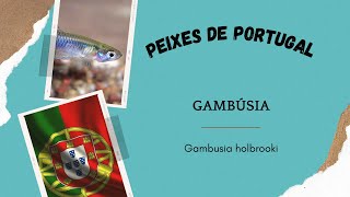 Peixes de Portugal  Gambúsia  Gambusia holbrooki EP 6 [upl. by Carlee]