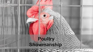 4H Poultry Showmanship [upl. by Remled738]