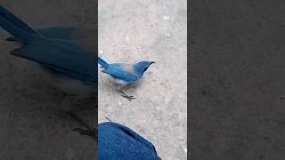 Blue Jay came close in the Park bluejays bluejay 2024 nationalgeographic tmz california short [upl. by Fanchette458]