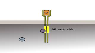 The EGF receptor tyrosine protein kinases and the therapy of tumors with activated EGF receptors 02 [upl. by Ojeillib809]