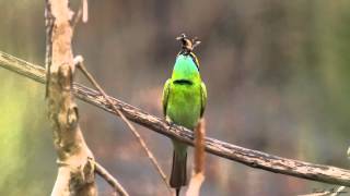 Art of Bee Eating Green Bee eater [upl. by Nnaeus]