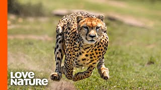 Young Cheetah Brothers Stalking Antelope  Predator Perspective  Love Nature [upl. by Aseen]