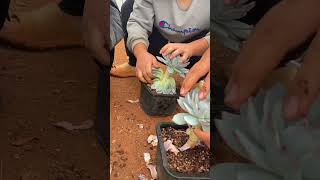 Technique decoration succulent plant shortvideo indoorgardening garden houseplants nature [upl. by Schulze]