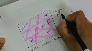 Histology Drawing of Loose Areolar Tissue with explanation  connective tissue [upl. by Chally335]