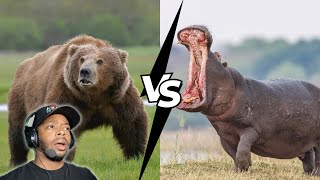 Kodiak Bear vs Hippo  Who Would ACTUALLY Win [upl. by Ahders]