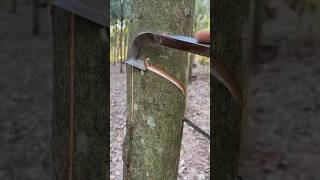 Natural Rubber Harvesting Process – Good Tools Make the Job Easy [upl. by Nyrehtak101]