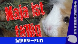 Sex bei Meerschweinchen Guinea Pig Movie [upl. by Jarek66]