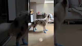 Dogs wearing shoes for the first time 🥾😅 MyPetsie [upl. by Baptist]