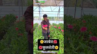 जरबेरा शेती 🌼🌺Gerbera Flower Farming farming agriculture farmer shorts short kisanandolan [upl. by Aikal]