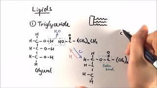 AS Biology  Triglycerides OCR A Chapter 35 [upl. by Lhadnek48]