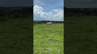 CUIDADO COM OS ARAMES fazenda roça gado shortfilm vidadegado pecuaria agro educação viral [upl. by Letnuhs946]