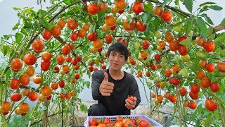 Wish I knew this method of growing tomatoes sooner Many large and succulent fruits [upl. by Asset]