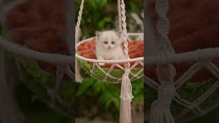 Ragdoll kitten bicolor LRAA cute cats [upl. by Dukey]