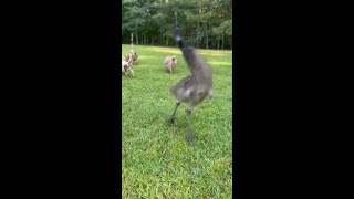 Hilarious emu gets the zoomies [upl. by Karine]