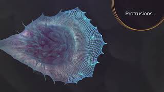 The Role of Actin in Cell Motility I Stunning 3D Animation [upl. by Furie]