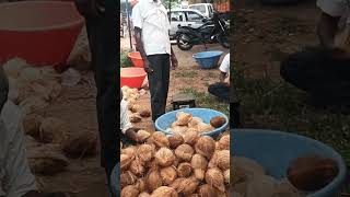 Husked Coconut  K R pete Karnataka coconut nariyal karnataka [upl. by Ranjiv]