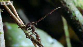 Cordyceps attack of the killer fungi  Planet Earth Attenborough BBC wildlife [upl. by Hollington501]