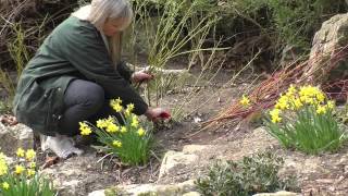 Howto Prune Dogwoods Cornus [upl. by Luke595]