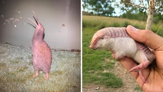 10 Weirdest Animals Prepare to Be Shocked [upl. by Anstice]