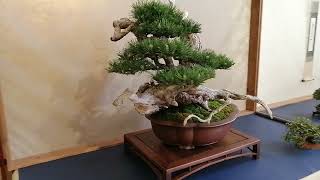 Arco bonsai 678 maggio 2022 [upl. by Carlton]