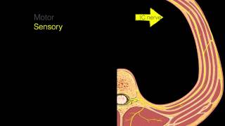 Intercostal nerves [upl. by Ilak]