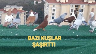 FİLO GÜVERCİN EGİTİMİ UÇUM PERFORMANSI NASIL ARTTIRILIR [upl. by Evangelin]